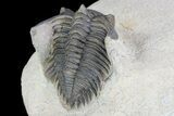 Detailed, Metacanthina Trilobite - Lghaft, Morocco #75482-4